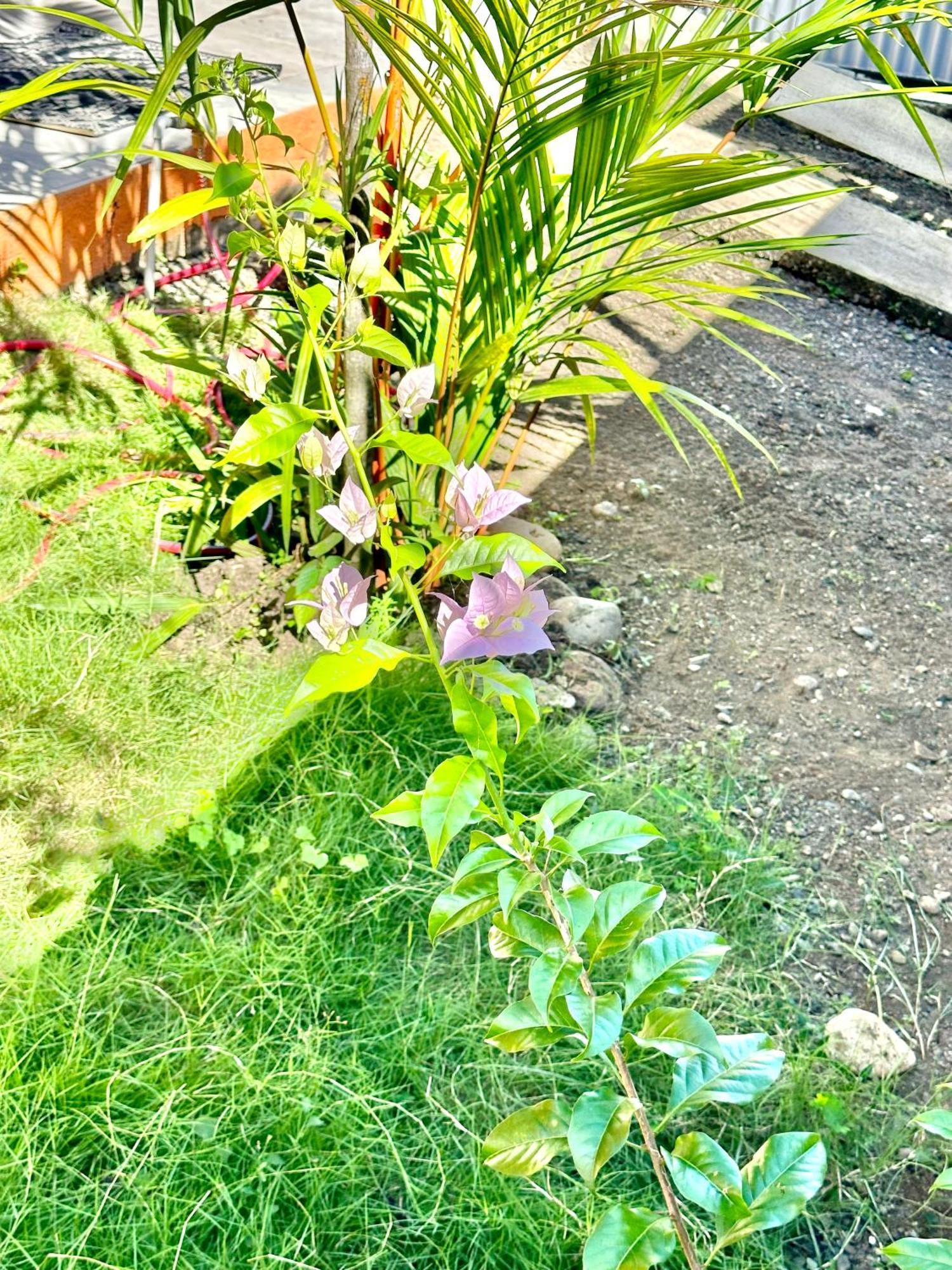 Casa Paraiso Tropical Парита Екстериор снимка
